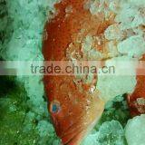 Leopard Coral Grouper - Coral Trout - Dong Xing thumbnail-1