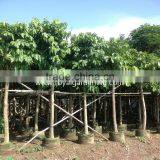 Lagerstroemia Speciosa Flower Plants