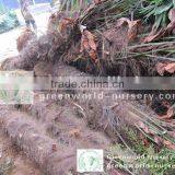 Trachycarpus Fortunei Cold Climate Trees thumbnail-1