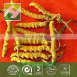 Wild Dong Chong Xia Cao Chinese Caterpillar Fungus Cordyceps Sinensis thumbnail-2