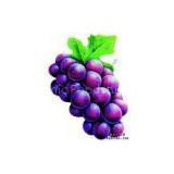 Grape Seed P.E.(sales5 at lgberry dot com dot cn )