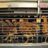 Honduras Poultry Farming - Battery Baby Chicks Cage & Battery Poultry Cage Used in Brooding Room