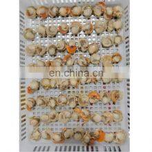 Frozen Farreri Scallop Frozen Scallop Meat thumbnail-2