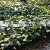 Hot Sell Monstera Leaves and Other Fresh Cut Roses From China With High Quality thumbnail-2