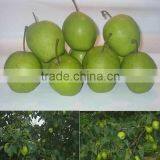 China Early su Pear Green Pear Green su Pear thumbnail-3
