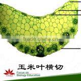 Microscope Plant Slides ,Corn Prepared Slides, ON SALE Prepared Slides thumbnail-2