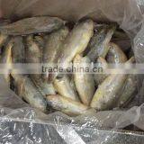Frozen Yellow Croaker of High-quality thumbnail-1