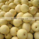 New Fresh Gong Pear 2015 thumbnail-6