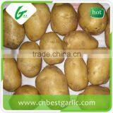 Cold Storage for Fresh Potato thumbnail-6