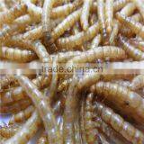 Koi and Pond Fish Foods High Protein 2.8cm Microwave Dried Mealworms thumbnail-2