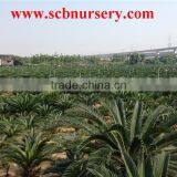 Cycas 8-10cm thumbnail-3