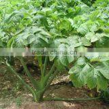 Herb Ashitaba Angelica Keiskei thumbnail-1