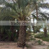 Phoenix Dactylifera "Date Palm Tree" thumbnail-3