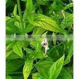 Andrographis Paniculata Extract thumbnail-2