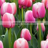 Gift stylish single tulip for decoration