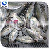 Horse Mackerel Variety And Fish Category Horse Mackerel thumbnail-5
