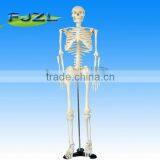 Hot selling 85cm medical plastic human skeleton