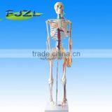 85cm Human Anatomical Skeleton Model With Nerves and Blood Vessels thumbnail-1