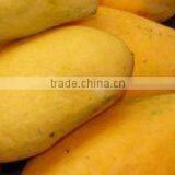 Chaunsa Mango From Pakistan thumbnail-1