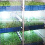 New Functional Automatic -animal Fodder Sprouting Mahine -barley/wheat/meize/seedling Bean Sprout Machine thumbnail-5
