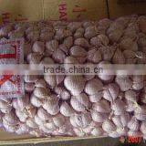 High Quality Normal White Garlic thumbnail-1