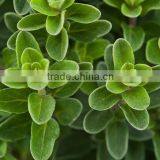 100% Pure Oregano Essential Oil thumbnail-1