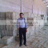 Rhode Grass Hay thumbnail-3