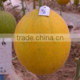 Hybrid Yellow Peel White Flesh Cantaloupe Sweet Melon Seeds For Growing-Golden Red thumbnail-1