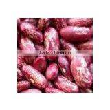 JSX First-class Red Speckled Kidney Bean High Quality Cheap Price Mottled Beans thumbnail-3