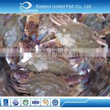 alibaba gold supplier export frozen blue crab whole round