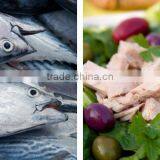Albacore Tuna thumbnail-1