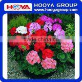 Roll n Grow Flower & Lazy Flower Carpet thumbnail-4