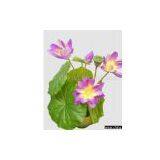 Lg. Lotus Bundle thumbnail-1