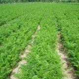 Best Quality Fresh Carrot,2018 New Carrot thumbnail-4