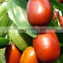 Automatic Date Syrup Production Line/date Paste Processing Machine thumbnail-4