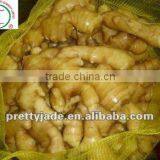 Fat Fresh Ginger thumbnail-1
