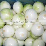 300kg/h Onion Skin Peeling and Removing Machine|Fresh Onion Skin Peeler/Remover/Skinner thumbnail-4