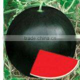 NOFA 3 Pure Black Seedless Watermelon Seeds for Sale thumbnail-1