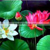 Waterproof Silky Satin Canvas Print for Printer Canvas Prices thumbnail-3