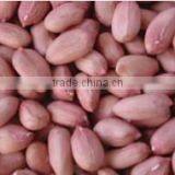 China Peanut Kernel Luhua 24/28 Pink Skin Cheap Price Factory