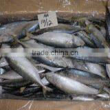 FROZEN INDIAN MACKEREL IQF