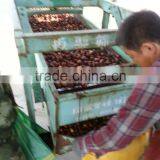 2015 Growth Edible Chinese Bulk Chestnuts