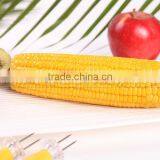 Sweet Corn Cob With Plastic Vacuum Packed thumbnail-6