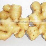 Competitive Price Wholesale Fresh Young Ginger thumbnail-3