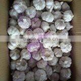 2016 New Crop Factory Supplier Normal White And Pure White Garlic for Indonesia, Malaysia, Thailand From China Factory thumbnail-3