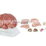 Brain with Arteries 9 parts