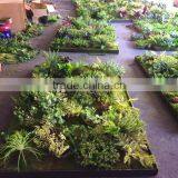Home Garden Wedding Decoration 200cm*100cm Green Original Succulent With Moss Carpet Grass Wall E03 0501 thumbnail-4