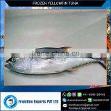 Land Frozen Yellow Fin Tuna Gilled & Gutted Fish thumbnail-1