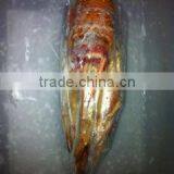 Panulirus Argus thumbnail-2