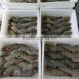 Frozen River Shrimp thumbnail-1